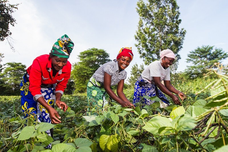 /bundles/emfrontend/assets/pics/slider/farm_africa_-_women_in_kitui_kenya_farming_sorghum
